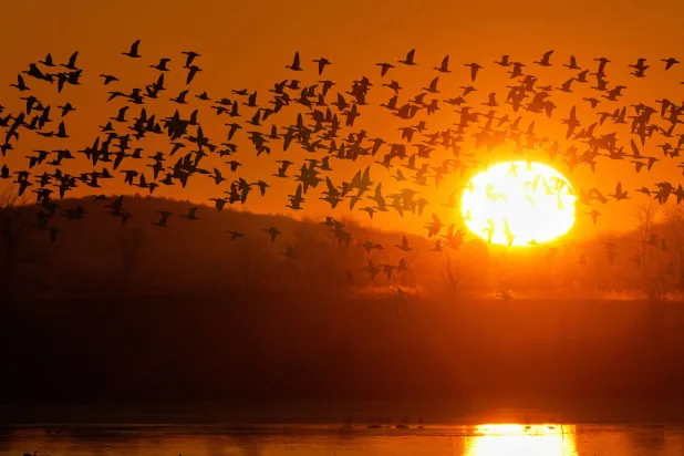 Snow geese take to the sky at sunrise after a stopover at the Middle Creek Wildlife Management Area, Monday, March 9, 2026, in Kleinfeltersville, Pa. (AP Photo/Robert F. Bukaty)