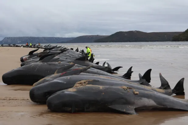 Carcasses of pilot whales found on Macquarie Heads beach on the west coast of Tasmania in 2022 (AFP)
