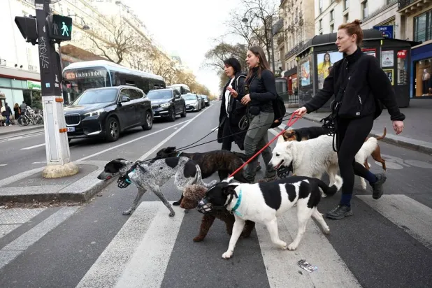 People walk dogs on a pedestrian crossing in Paris, France, March 6, 2026. (Reuters)