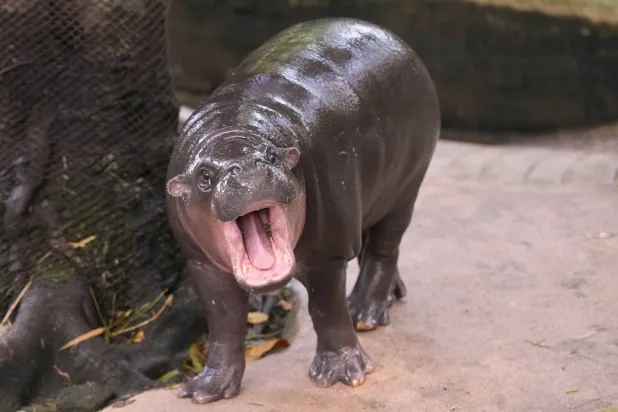 Trespasser Caught in Viral Hippo Moo Deng's Thai Zoo Pen