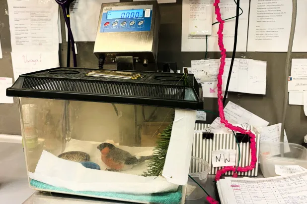 A male bullfinch is treated at the birds' hospital at the Warsaw Zoo after crashing against the window of an apartment building, in Warsaw, Poland, Monday, March 16, 2026. (AP Photo/Claudia Ciobanu)