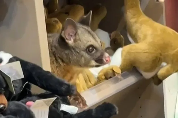 This handout frame grab from UGC video footage by Melissa Oddie taken on March 18, 2026 and received via AFPTV shows a wild possum on a shelf among toys at Hobart Airport in Tasmania. (Photo by Handout / various sources / AFP) 