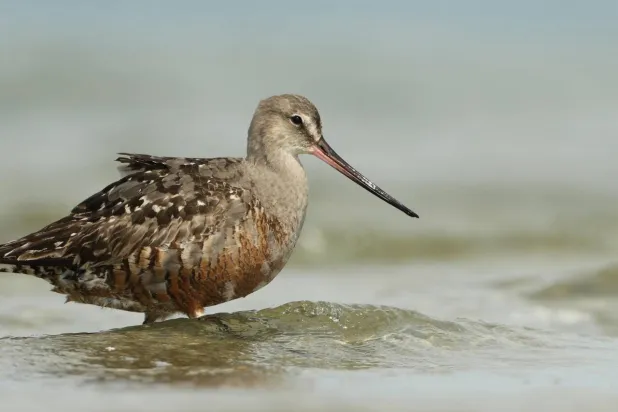 The Hudsonian godwit (Limosa haemastica) is one of the world's most remarkable travelers, but its population has plunged 95 percent in four decades due to a complex mix of environmental changes across multiple countries. Luke Seitz / Cornell Lab of Ornithology/AFP
