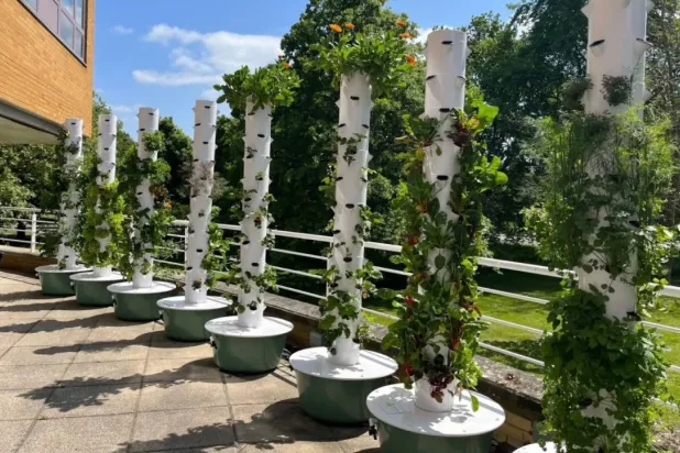 Vertical gardens rely on growing plants vertically (University of Surrey).