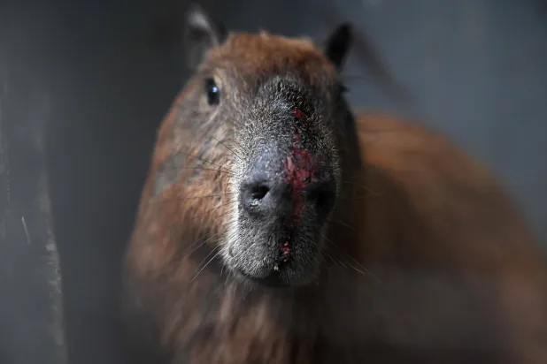 Wounds are seen on the muzzle of a capybara (Hydrochoerus hydrochaeris) under care at the Center for Wildlife Animal Recovery of Estacio de Sa University in the Vargem Pequena neighborhood, in the southwest zone of Rio de Janeiro, Brazil, on March 23, 2026. (Photo by MAURO PIMENTEL / AFP)