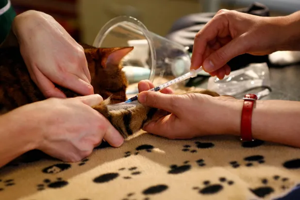 FILE PHOTO: Principle vet Kate Russell takes blood from Po the cat during a Vets Now clinic in Farnham, southern England, October 27, 2013. REUTERS/Darren Staples