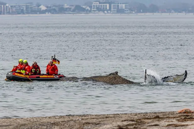 23 March 2026, Mecklenburg-Western Pomerania, Timmendorf: Experts from the Institute for Terrestrial and Aquatic Wildlife Research (ITAW) and firefighters free a whale stranded on the Baltic Sea coast off Niendorf. Photo: Ulrich Perrey/dpa