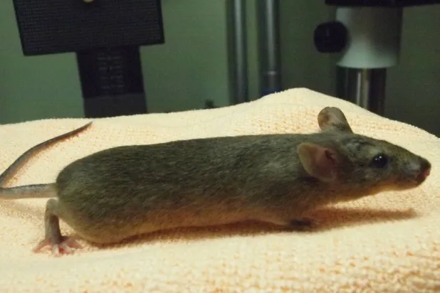 A cloned female mouse inside a laboratory at the University of Yamanashi in Yamanashi, Japan, in this undated photograph released on March 24, 2026. Teruhiko Wakayama/Handout via REUTERS