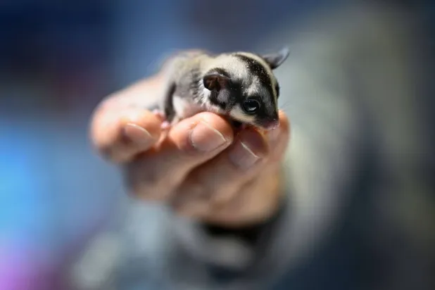 A visitor holds a sugar glider at a pet fair in Beijing on March 19, 2026. (Photo by WANG Zhao / AFP) 