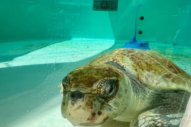 An adult female Kemp's ridley sea turtle is seen swimming in a tank at Loggerhead Marinelife Center after a satellite tracking device was attached to its shell in Juno Beach, Fla. on Tuesday, March 24, 2026. (AP Photo/Cody Jackson)