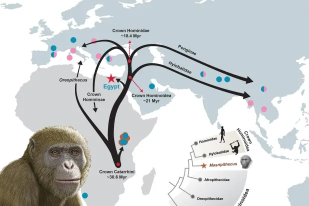 «مصريبيتيكوس» وخريطة انتشار القردة العليا خلال عصر الميوسين (مركز جامعة المنصورة للحفريات الفقارية)