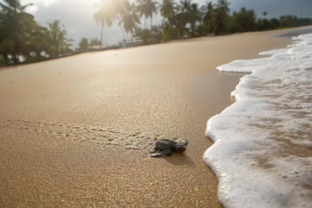  An olive ridley sea turtle hatchling moves on a beach after emerging from its nest near Libreville on February 15, 2026. (AFP)
