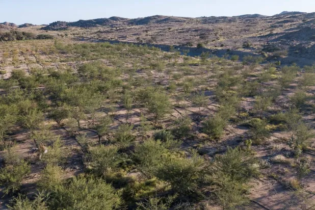 يجسد إعادة تأهيل أول مليون هكتار من أراضي الغطاء النباتي التزام السعودية بالاستدامة البيئية (واس)