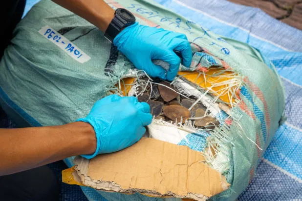 This undated handout received on March 28, 2026 from Singapore's National Parks Board and Immigration and Checkpoints Authority shows pangolin scales being examined following their seizure in Singapore on December 29, 2025. (Photo by Handout / Singapore's National Parks Board and Immigration & Checkpoints Authority / AFP) 