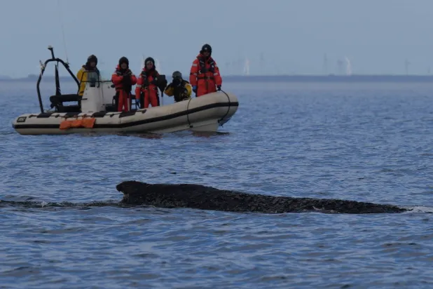 A humpback whale swims in the Baltic Sea, accompanied by an inflatable boat, after freeing itself the night before from being stranded off Niendorf in Timmendorfer Strand, Germany, Friday March 27, 2026. (Marcus Brandt/dpa via AP)