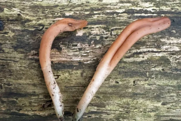 من قلب الأرض يولد العجب (فيسبوك)