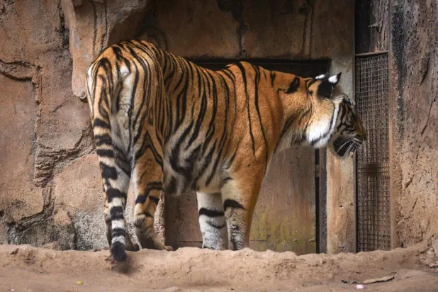 Jelita, a Bengal tiger, is seen in its enclosure at Bandung Zoo in Bandung, West Java, on March 26, 2026. (Photo by Timur Matahari / AFP)