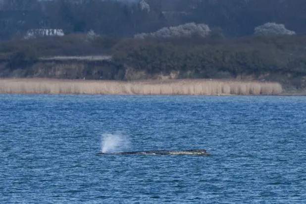 A humpback whale lies on a sandbank in the shallow waters at Wismar Bay in the Baltic Sea, after having moved overnight, near Wismar, Germany, March 29, 2026. (Reuters)