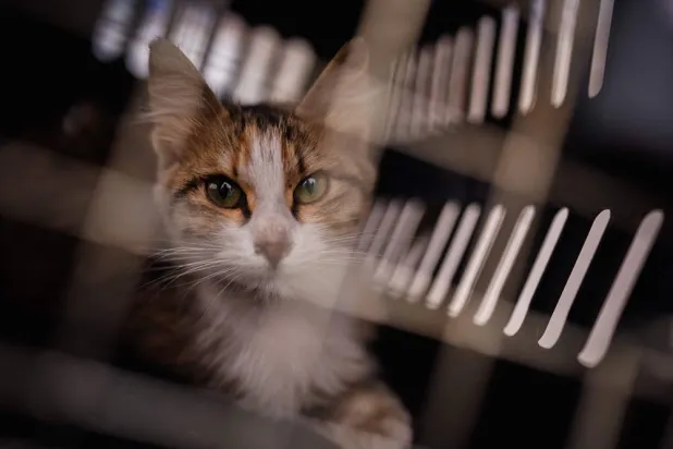 This photograph taken on March 26, 2026, shows a cat rescued from Beirut's southern suburbs by Lebanese NGO Animals Lebanon. (AFP)