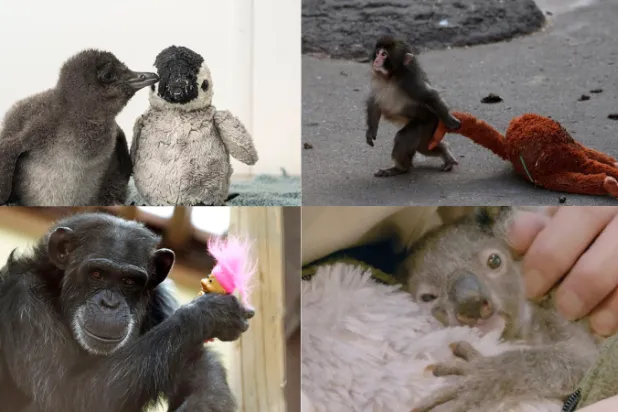 ليست أسطورة «بانش» أوَّلها... قصص حب بين صغار الحيوانات والدُمى