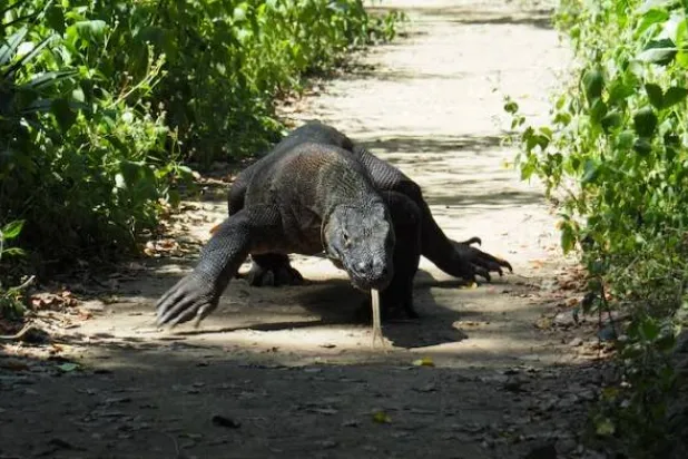 A Komodo Dragon is seen in Komodo National Park, Indonesia April 6, 2018. REUTERS/Henning Gloystein/File Photo