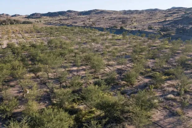 تجسد إعادة تأهيل أول مليون هكتار من أراضي الغطاء النباتي التزام السعودية بالاستدامة البيئية (واس)