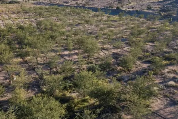 The rehabilitation of one million hectares of land in Saudi Arabia marks a significant achievement. SPA