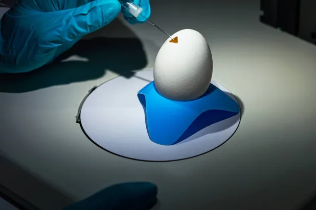 عملية دقيقة لحقن صبغة في شريان جنين للدجاج