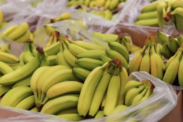 38 ألف موزة بالخطأ... متجر في «أوركني» يُوزّع الفائض مجاناً