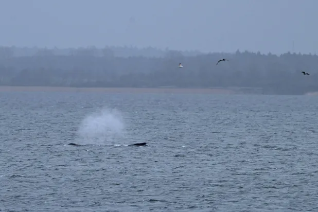 Seagulls fly above a humpback whale that managed to free itself overnight from a sandbank in shallow waters of Wismar Bay in the Baltic Sea, near Wismar, Germany March 31, 2026. REUTERS/Annegret Hilse