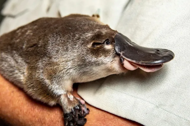 Weird guys: The platypus has found yet another way to stand out in the animal kingdom. RICK STEVENS / TARONGA ZOO/AFP/File