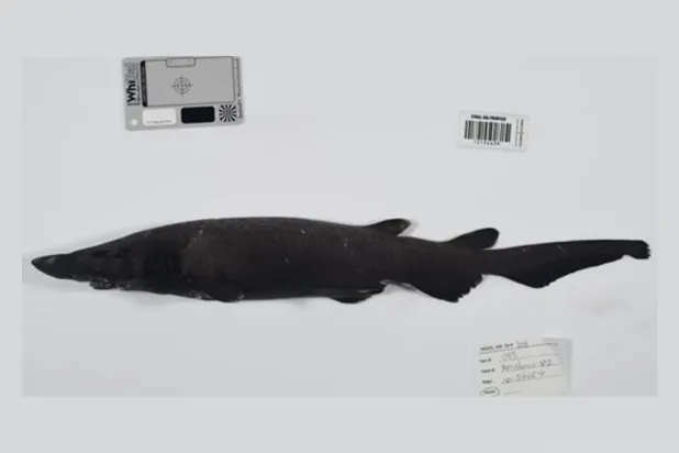 Yeni derin deniz kedi köpekbalığı türü (CSIRO)