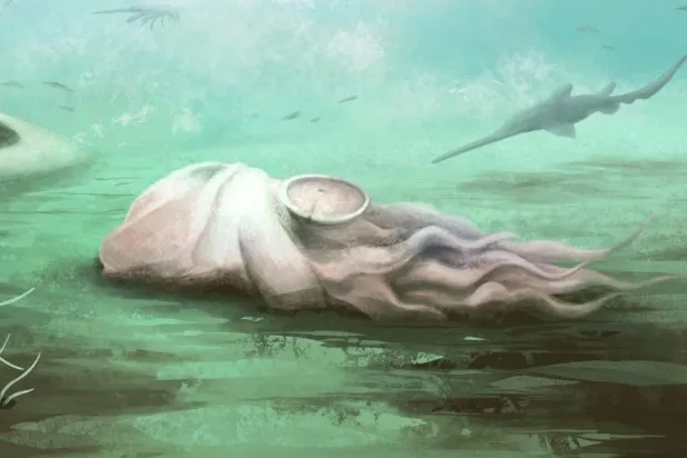 Pohlsepia mazonensis aslında bugün okyanuslarda yaşayan kabuklu canlılar olan notilusların akrabasıymış (Reading Üniversitesi)