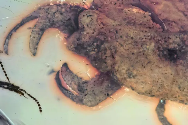 Kehribar içinde korunmuş, yeni keşfedilen böcek türü Carcinonepa libererrantes (Insects)