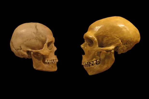 Homo sapiens (solda) ve Neandertal (sağda) kafatasları arasındaki farkların, soyu tükenmiş insan türünün dil ve hafıza becerilerinin yeterince gelişmediğine işaret ettiği düşünülüyordu (Wikimedia Commons)