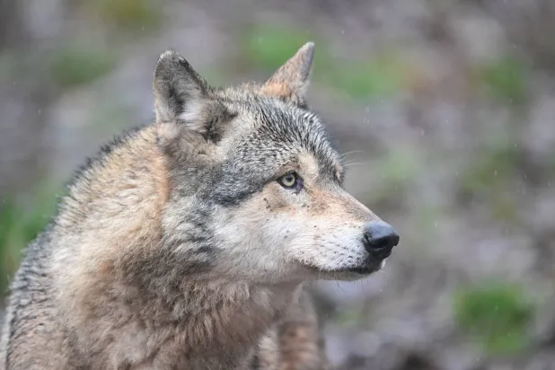 12 February 2026, Baden-Württemberg, Cleebronn: A wolf is photographed in an enclosure in Baden-Wuerttemberg.  Photo: dpa