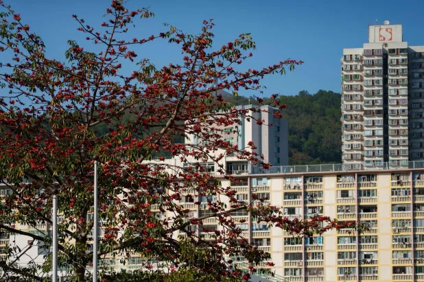 A kapok tree blooms with vibrant red flowers while retaining green foliage that typically would have shed during winter, in Hong Kong on March 15, 2026. (AFP)