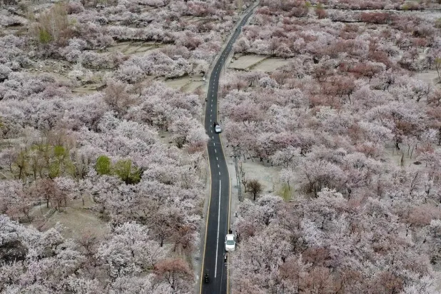 Commuters ride past apricot blossom trees at Ghanche district in Gilgit-Baltistan region on March 30, 2026. (AFP)