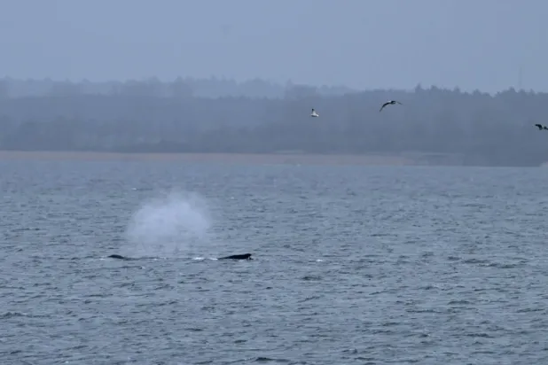 Seagulls fly above a humpback whale that managed to free itself overnight from a sandbank in shallow waters of Wismar Bay in the Baltic Sea, near Wismar, Germany March 31, 2026. REUTERS/Annegret Hilse
