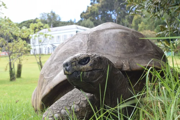 «جوناثان» التي عاصرت قروناً... تتجاوز الشائعة (جزيرة سانت هيلانة)