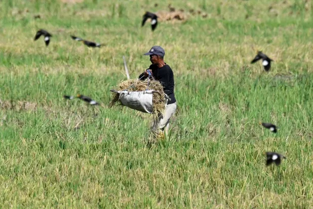  A farmer carries harvested rice at a paddy field in Samahani, Aceh province on April 2, 2026. (AFP) 