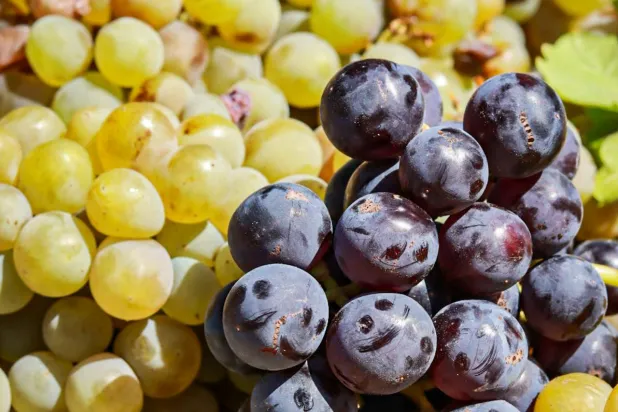 يحتوي العنب على مركب «الريسفيراترول» (بكسلز)