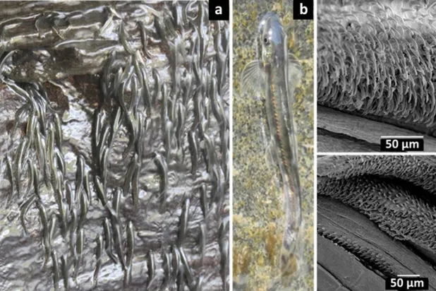 عكس التيار... تمضي حيث تبدو الطريق مستحيلة (ساينتيفيك ريبورتس)