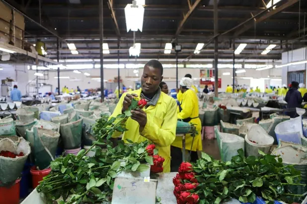 Festus Mwirotsi, 34, scouts for pests and diseases in roses meant for export at Isinya Roses farm in Kajiado, Kenya, March 24, 2026, as Kenya's flower industry is losing up to $1.4 million a week as the Iran war cuts demand and disrupts shipping. (AP) 