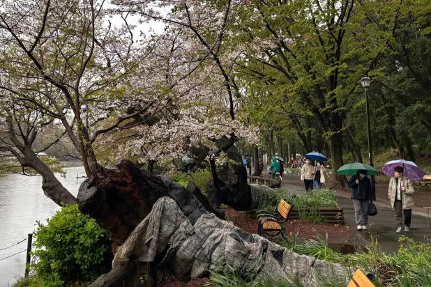 يابانيون يتمشون تحت شجر الكرز في حديقة بطوكيو (أ.ب)