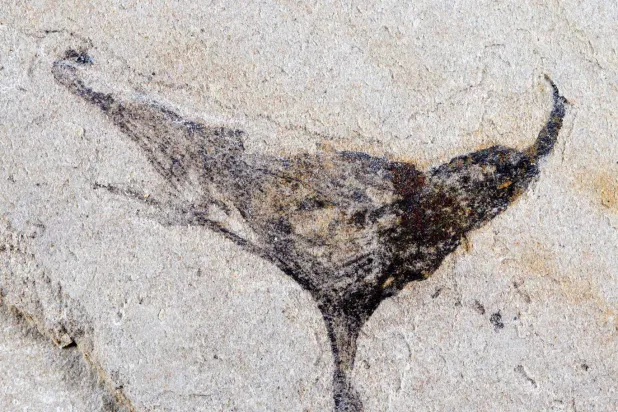 إحدى الأحافير المكتشفة حديثاً في الصين (دورية «ساينس»)