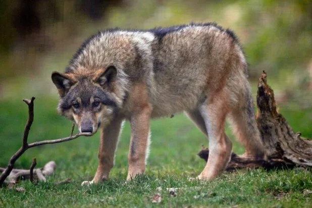 A captive wolf is seen in the Alpha wolf wildlife park in Saint Martin Vesubie, October 17, 2006. REUTERS/Eric Gaillard (FRANCE)/ File Photo