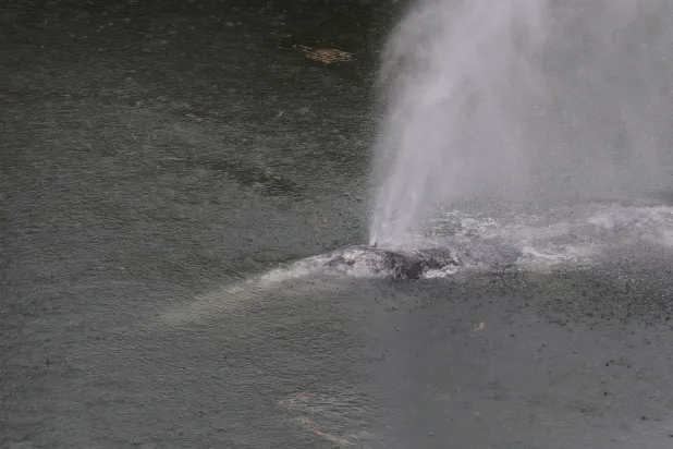 This photo provided by Cascadia Research Collective shows a gray whale swimming in the Willapa River near Willapa Bay, Wash., Wednesday, April 1, 2026. (Cascadia Research Collective via AP)