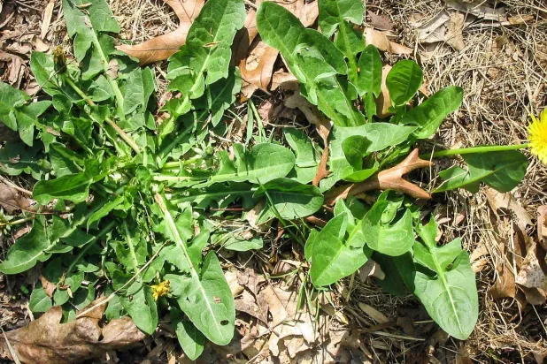 الهندباء يُعرف منذ القدم بفوائده الصحية والغذائية (جامعة ميريلاند)