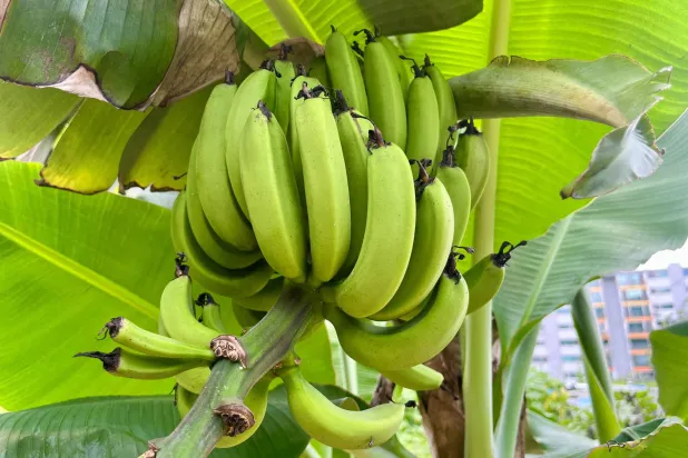 الإفراط في تناول الموز قد يؤدي إلى آثار صحية غير مرغوبة (رويترز)